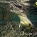 crocodile_american_chiq_jar_h_0272_cub2429.jpg